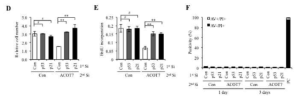 p53에 의존적인 ACOT7 억제에 대한 세포수, 비알디유와 세포 사멸 관찰