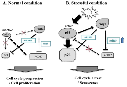 Wig1에 의존적인 p21, ACOT7 mRNA의 조절의 모식도