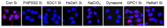 PAPSS2 유전자 발현 억제, SDC1 유전자 발현 억제, HS2ST1 유전자 발현 억제, 세포내 haparan sulfate 의 황산화 억제를 유도하는 NaClO3 처리에 의해 막수용체 FGFR1 의 엔도사이토시스가 저해됨을 confocal 분석법 입증한 결과