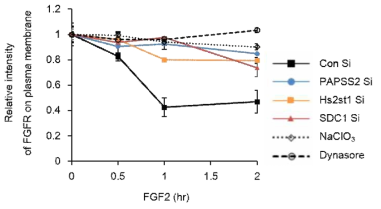 PAPSS2 유전자 발현 억제, SDC1 유전자 발현 억제, HS2ST1 유전자 발현 억제, 세포내 haparan sulfate 의 황산화 억제를 유도하는 NaClO3 처리에 의해 막수용체 FGFR1 의 엔도사이토시스 가 저해FACS 분석법을 통해 입증한 결과