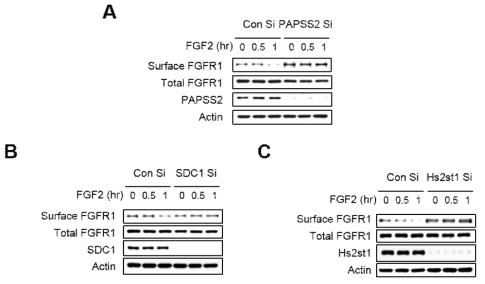 PAPSS2 유전자 발현 억제, SDC1 유전자 발현 억제, HS2ST1 유전자 발현 억제에 의해 막수용체 FGFR1 의 엔도사이토시스 가 저해됨을 웨스턴 블롯으로 입증한 결과