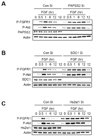 PAPSS2 유전자 발현 억제, SDC1 유전자 발현 억제, HS2ST1 유전자 발현 억제에 의해 저해된 막수용체 FGFR1 의 엔도사이토시스 에 의해 FGFR1 의 하위신호 전달의 지속성이 증가됨을 웨스턴 블롯으로 입증한 결과