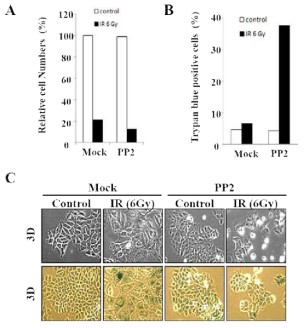 인간 유방암 세포주 MCF7 에 막단백질 Src 활성화 저해제 PP2 처리 한 후 방사선 유도 세포노화 반응성을 (A) 세포 증식율, (B)죽은 세포 측정 (C) 노화연관-베타갈락토시아다제 활성도로 관찰한 결과