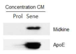 Cytokine array로 동정한 단백질 중에서 Midkine과 ApoE가 방사선 조사에 의해 노화된 암세포가 분비한 분비체에서 발현 증진 되었는지 웨스턴블랏으로 확인