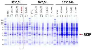 pET21b-RKIP/PEBP1-6H 유전자를 E.Coli 균주 BL21(DE3)에 형질전환시킨 후 IPTG 처리하여 RKIP 단백질의 발현을 유도하여 쿠마시블루 염색법으로 관찰한 결과
