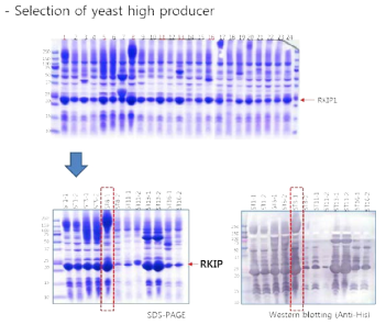 STFP-RKIP/PEBP1-6H 유전자를 Yeast 균주 Y2805 에 형질전환 한 후 yeast 콜로니 중 재조합 단백질이 발현되는 콜로니를 선택