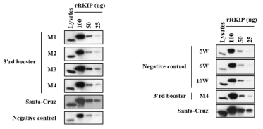 마우스 혈청에 존재하는 RKIP 단백질