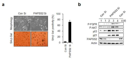 PAPSS2 유전자 발현 억제에 의한 암노화 과정에서의 FGFR/AKT/p53/p21 신호전달경로의 활성화. (a) PAPSS2 유전자 발현 억제 후세포노화특이적 베타갈락토시다아제 활성도 측정 (b) 시간 의존적 FGFR/AKT/p53/p21 신호전달경로 활성화 유도