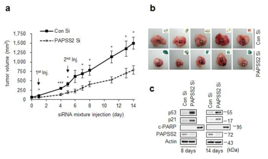 종양이식모델 생쥐를 이용하여 PAPSS2 SiRNA 처리에 의한 유전자 발현 억제에 의해 종양성장이 억제됨을 확인 (a) 종양부피측정 (b) 종양조직에서의 세포노화 특이적 베타갈락토시다아제 활성도 관찰 (c) p53/p21 의존적인 세포노화 반응을 웨스턴 블롯으로 확인한 결과