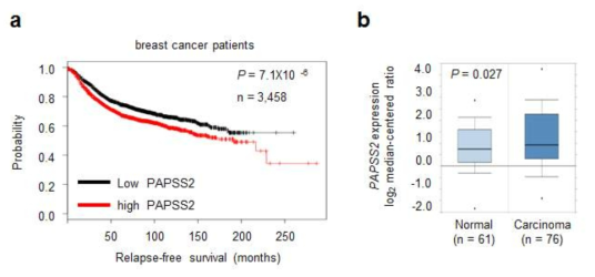PAPSS2 유전자 데이터베이스 분석 결과 (a) PAPSS2 발현이 적은 유방암 환자의 생존율이 더 높음 (b) 암환자에서 PAPSS2 유전자 발현이 증가되어 있음