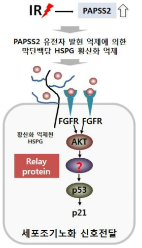 과활성화된 AKT에 의해 매개되는 세포노화 반응에서 p53을 활성화시키는 단백질 발굴을 위한 모식도