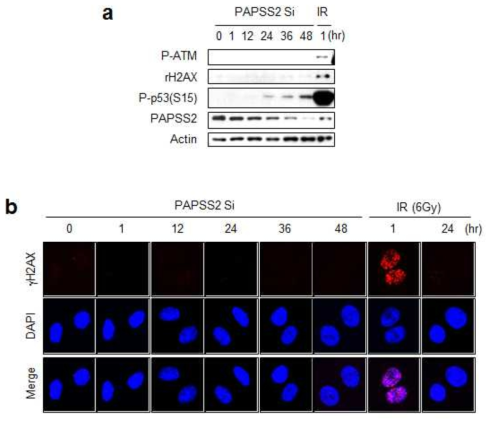 PAPSS2 유전자 발현 억제에 의한 암세포 노화 반응시 DNA 손상 신호전달비의존적으로 유도됨을 확인한 결과 (a) DNA 손상 신호전달 단백질의 변화를 웨스턴 블롯으로 확인 (b) H2AX 의 인산화를 형광염색하여 confocal 현미경에 의한 관찰한 결과
