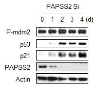 PAPSS2 유전자 발현 억제에 의한 암세포 노화는 mdm2의 활성화변화에 비의존적으로 유도됨을 확인한 결과