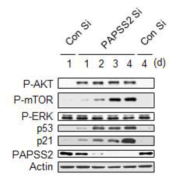 PAPSS2 유전자 발현 억제는 mTOR 활성화에 의해 암 세포노화의 가능성을 관찰함
