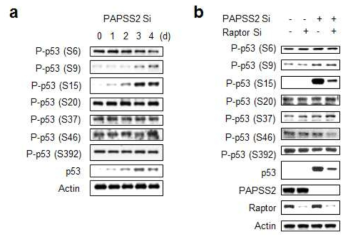 mTOR에 의해 인산화되는 p53의 인산화 잔기 분석 (a) PAPSS2 유전자 발현 억제에 의해 인산화되는 p53의 인산화 잔기 (b) PAPSS2 유전자 발현 억제시 Raptor 의존적으로 인산화되는 p53의 인산화 잔기를 Raptor 유전자 발현 억제를 통해 확인한 결과