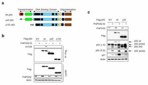 p53의 S15 인산화 잔기를 포함하는 N-말단 부위가 암세포 노화에 필수적임을 관찰 (a) p53의 mutant 모식도 (b) p53 wt 과 mutant을 과발현 시킨 암세포에 PAPSS2 유전자 발현을 억제시킨 후 mTOR와의 결합을 면역침전법으로 확인 (c) p53 wt 과 mutant를 과발현 킨 암세포에 PAPSS2 유전자 발현을 억제시킨 후 암세포 노화반응을 웨스턴 블롯으로 확인한 결과