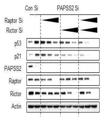 p53의 발현에 mTORC1과 mTORC2의 시너지 효과를 확인한 결과