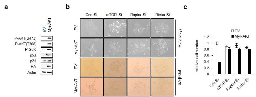 AKT의 과활성화 형태인 myr-AKT를 과발현하여 유도되는 세포노화 반응시 mTORC1 과 mTORC2 의 연관성을 확인한 결과 (a) 세포노화 특이적 단백질 발현을 웨스턴 블롯으로 확인한 결과 (b) 세포노화특이적 베타 갈락토시다아제로 활성도 관찰 (c) 세포 증식율 관찰