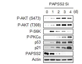PAPSS2 유전자 발현 억제 에 의한 암세포 노화시 mTORC1 과 mTORC2의 활성화정도를 웨스턴 블롯으로 확인한 결과