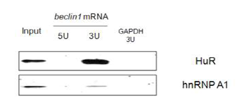 Biotin-pull down assay를 이용한 RBP의 ATG6 mRNA 결합위치 동정