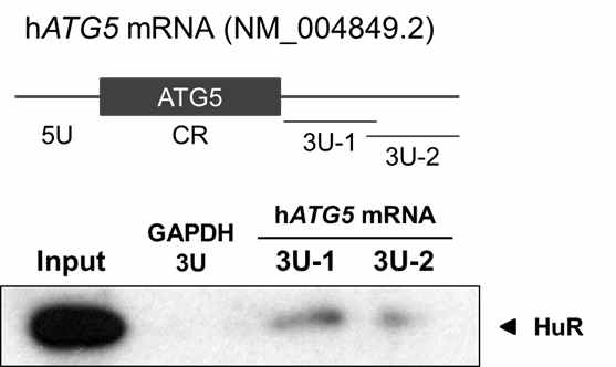 HuR의 ATG5 mRNA 결합위치 동정