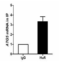 ATG5 mRNA 와 HuR과의 결합력 확인