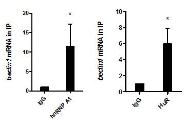 beclin1 mRNA와 HuR, hnRNP A1 과의 결합력 확인