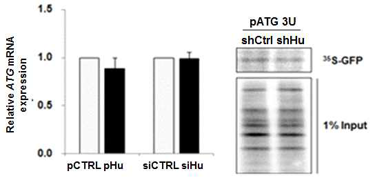 Hu 조절에 따른 ATG 단백질 번역 조절 확인