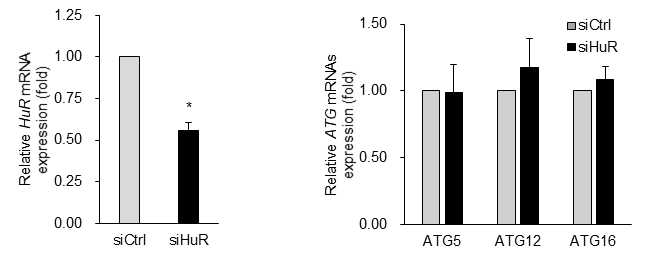 HuR 발현 저하에 의한 ATG5, ATG12, ATG16 mRNAs 발현 변화