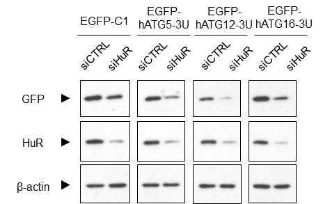 HuR 발현 감소에 따른 ATG5, ATG12, ATG16 리포터 발현 변화