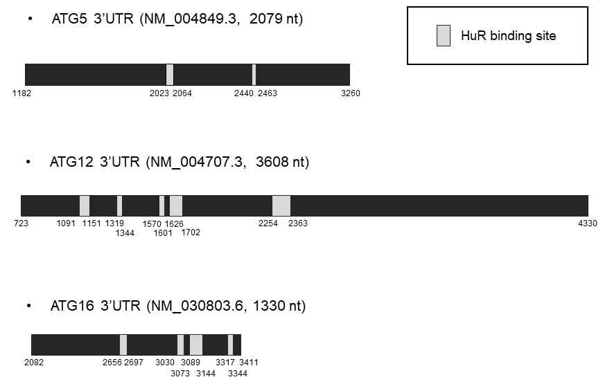 ATG5, ATG12, ATG16 mRNA의 3‘UTR 상의 HuR-결합 위치 모식도