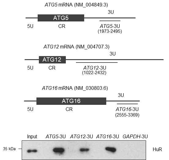 ATG5, ATG12, ATG16 mRNAs와 HuR 단백질의 결합 (상: probe 모식도, 하: probe와 HuR 결합 확인)