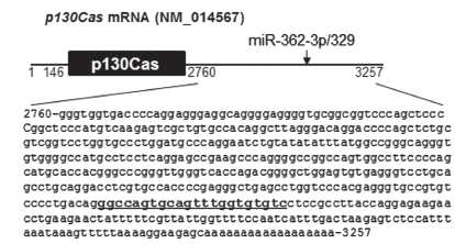 miRNAs의 Cas mRNA 표적 결합 위치