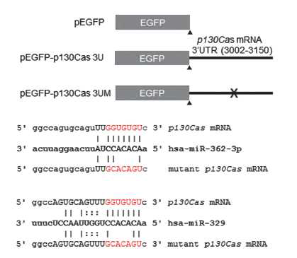 miRNA-362-3p/miRNA-329의 Cas mRNA 결합위치 및 EGFP-리포터 도식