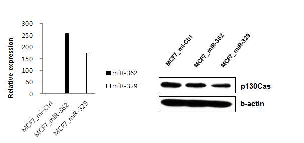 miRNAs를 과발현 하는 stable cell line 제작 및 검증