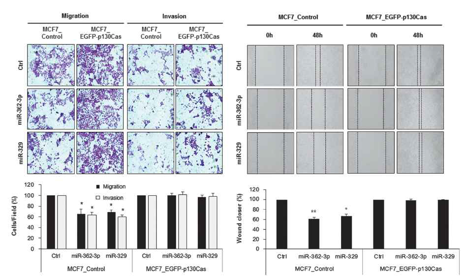 miRNA 발현 조절에 따른 세포 이동성 변화