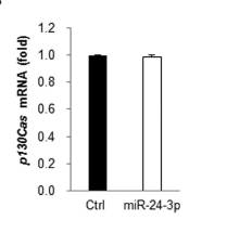 miR-24에 의한 p130Cas mRNA의 발현 조절 확인