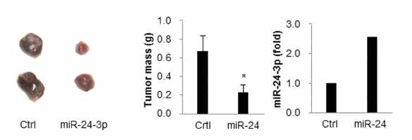 miR-24의 종양형성능 비교