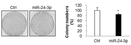 miR-24의 콜로니 형성능 억제 효과 규명