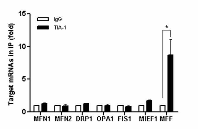 TIA-1 결합 표적 mRNA 결합력 확인 RNP-IP