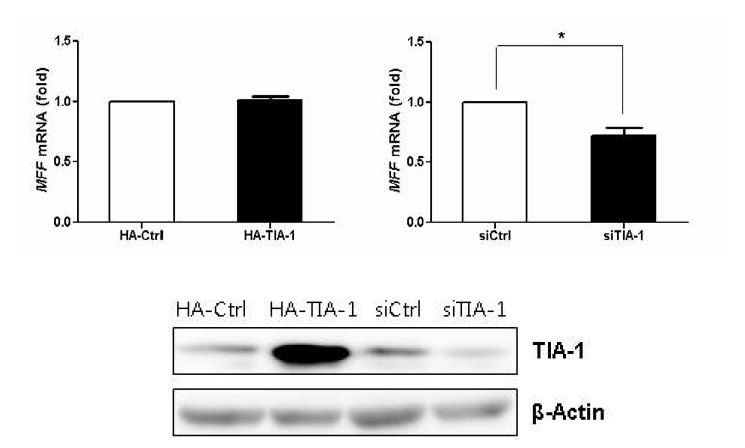 TIA-1 발현 조절에 따른 표적 MFF mRNA 발현량 조사