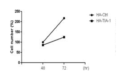 TIA-1 조절에 따른 세포성장 변화