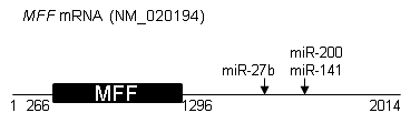 MFF mRNA 표적 ncRNAs의 결합 예측