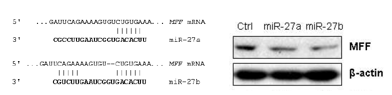 miR-27a, miR-27b의 MFF mRNA 표적 부위 및 발현 조절