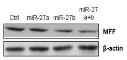 miR-27a/b 의 MFF 발현 조절