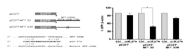 miR-27 발현 조절에 따른 MFF-3U EGFP 리포터 발현 조절 검증