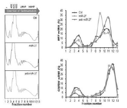 Polysome fractionation을 통한 MFF mRNA 번역 효율 조사