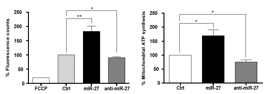 miR-27 발현 조절에 따른 미토콘드리아 활성 조절