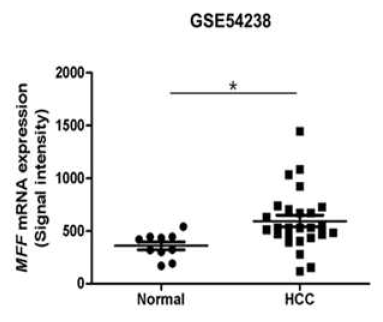 GEO 분석을 활용한 간암에서의 MFF mRNA 발현 증가 확인