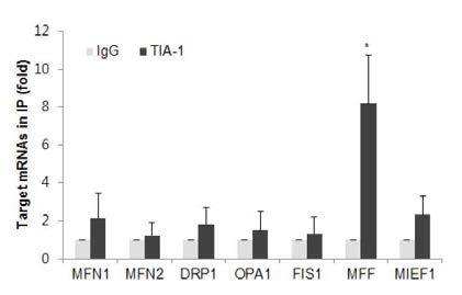 TIA-1의 표적 RNA 동정을 위한 RNP-IP 결과